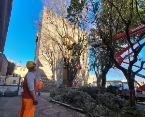 Siena, al via la manutenzione straordinaria del verde pubblico: abbattimenti e nuovi alberi in città