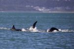 UniSi, studio su sorprendenti tattiche di predazione dell'orca sugli squali bianchi parla senese