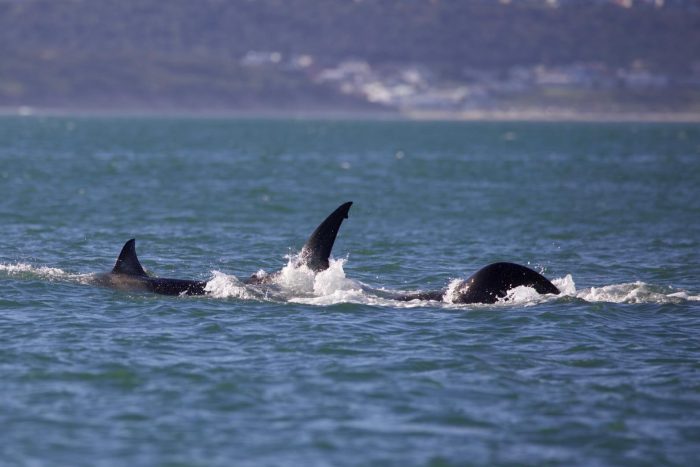 UniSi, studio su sorprendenti tattiche di predazione dell'orca sugli squali bianchi parla senese