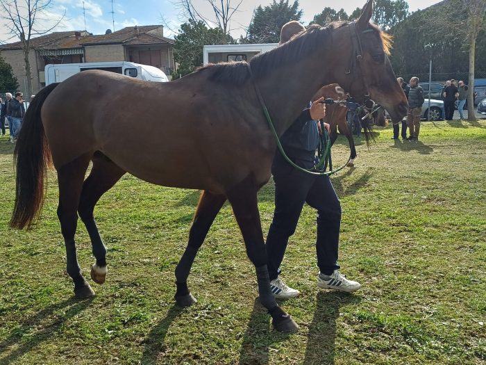 Corse a pelo a Monteroni, Tale e Quale protagonista
