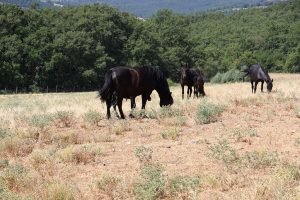 Con il Fai apre il Centro Equestre gestito dai Carabinieri Biodiversità di Siena