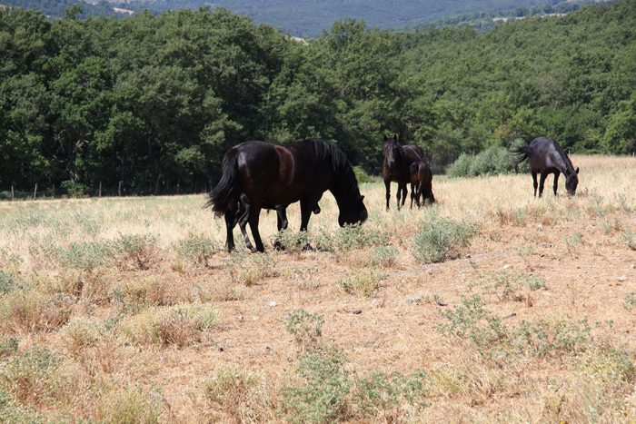 Con il Fai apre il Centro Equestre gestito dai Carabinieri Biodiversità di Siena