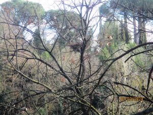 Gli ecologisti contro il taglio degli alberi in Strada Massetana a Siena