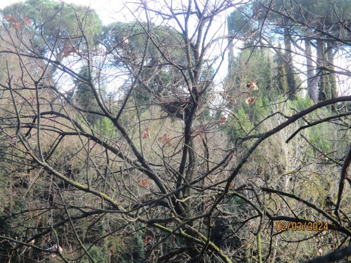 Gli ecologisti contro il taglio degli alberi in Strada Massetana a Siena