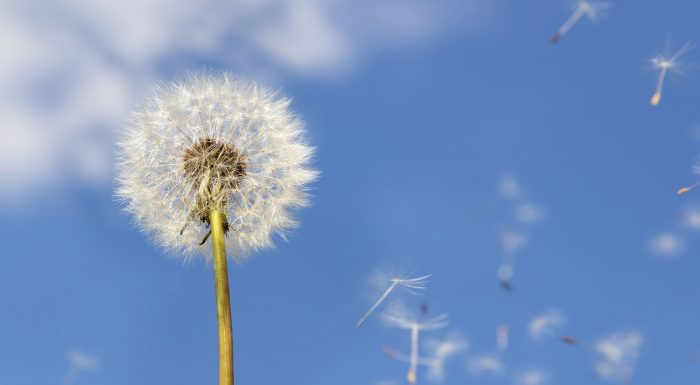 Torna la primavera, tempo di allergie: tipologie, sintomi e cause