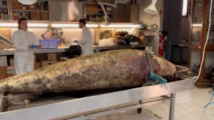 Delfino morto a Follonica, Marsili (UniSi): "Ci darà informazioni importanti sul nostro mare"