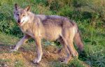 Prefettura Siena, riunione comitato provinciale ordine e sicurezza: al centro il problema dei lupi