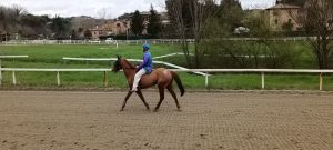 Albo per il Protocollo Equino 2025, iscritti alle visite 159 cavalli