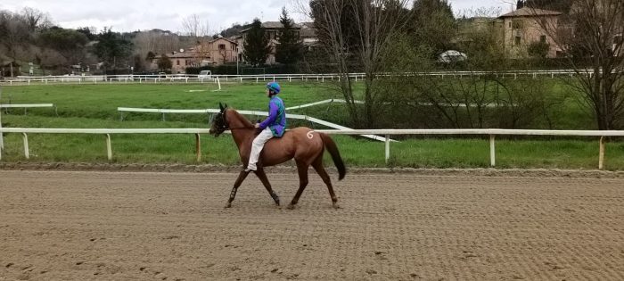 Albo per il Protocollo Equino 2025, iscritti alle visite 159 cavalli