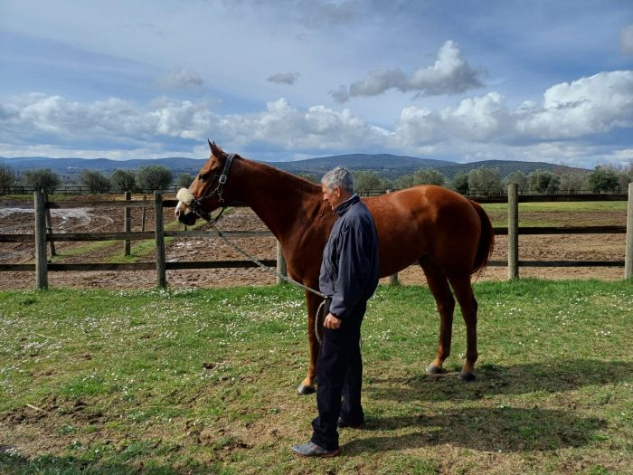 Palio: il cavallo Veranu correrà a Castiglion Fiorentino