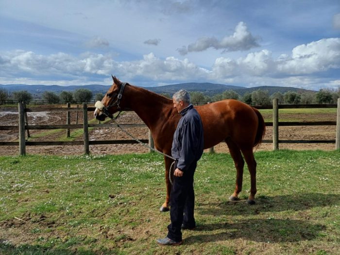 Palio: il cavallo Veranu correr&agrave; a Castiglion Fiorentino