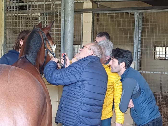 Palio, sono 127 i cavalli ammessi all&rsquo;Albo per il Protocollo Equino 2024