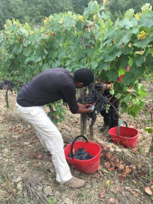 Inchiesta sul caporalato fra Umbria e Toscana, Cgil Siena: "Proposto protocollo di intesa provinciale per contrasto all'illegalit&agrave;"