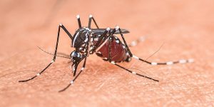 Colle Val d'Elsa, presenza di un caso di Dengue