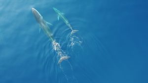 'Plastic Busters' di UniSi, gara contro il tempo per salvare gli animali marini