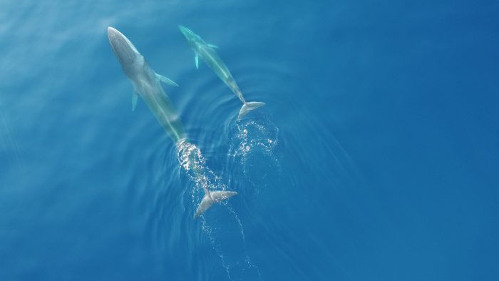 'Plastic Busters' di UniSi, gara contro il tempo per salvare gli animali marini