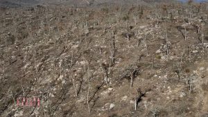 Disboscamenti massicci in provincia di Siena, a rischio ambiente e memoria
