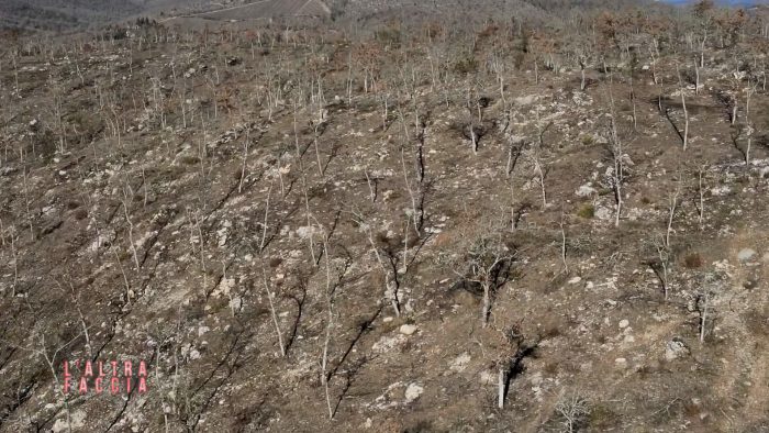 Disboscamenti massicci in provincia di Siena, a rischio ambiente e memoria