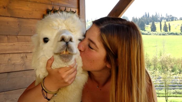 "Ti raggiungo io", il progetto di Virginia Pernici che porta gli alpaca a domicilio