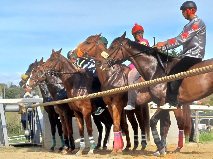 Palio, corse di addestramento domani a Monticiano. Il programma