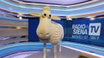 Risolto il mistero della pecora "rapita", sta bene e adesso è a Siena Tv