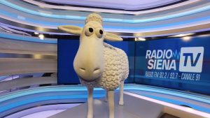 Risolto il mistero della pecora "rapita", sta bene e adesso è a Siena Tv