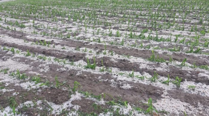 Maltempo, Coldiretti: "Pericolo neve e grandine su vigneti e campi già in risveglio"