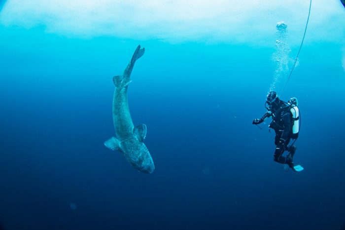 UniSi, missione esplorativa a Kulusuk alla scoperta dello squalo della Groenlandia