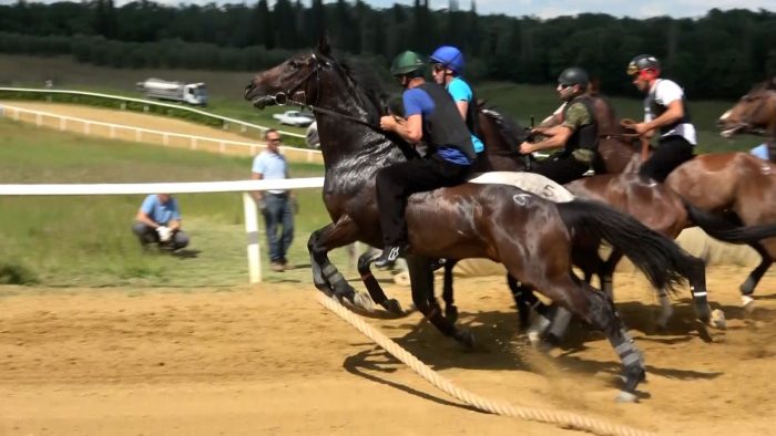 Palio, confermato il cigno per il percorso di addestramento