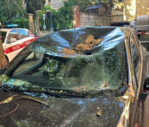 Siena: cade parte di un albero in Via XXIV Maggio, colpite due auto in sosta
