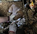Incastrato sotto un cumulo di pietre inseguendo un istrice, cucciolo salvato dai Vigili del Fuoco