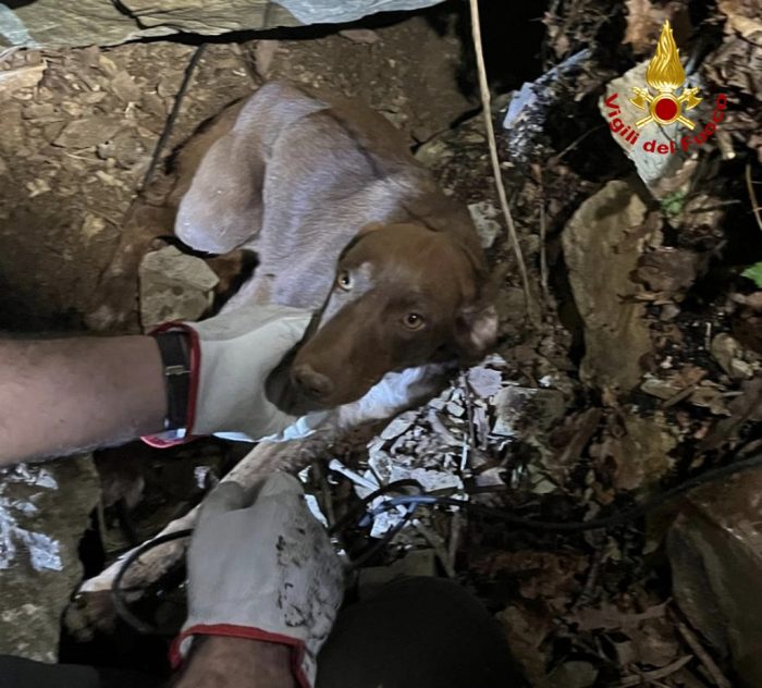 Incastrato sotto un cumulo di pietre inseguendo un istrice, cucciolo salvato dai Vigili del Fuoco