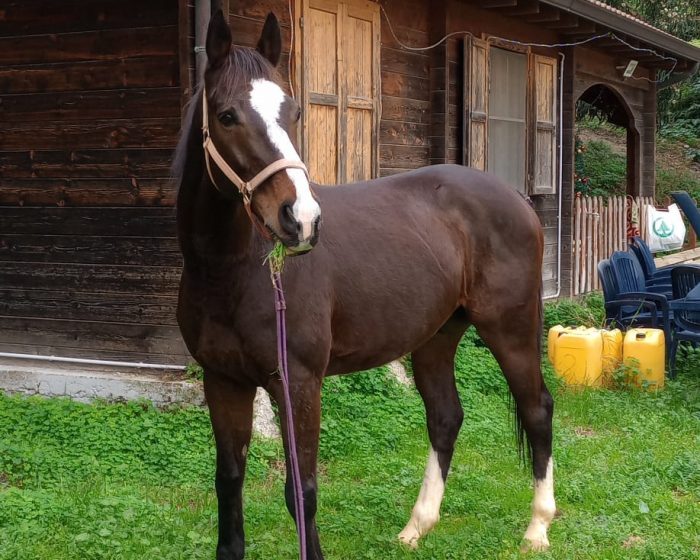 Da Siena alla Sicilia, purosangue usato nelle corse clandestine sequestrato dalla procura di Messina