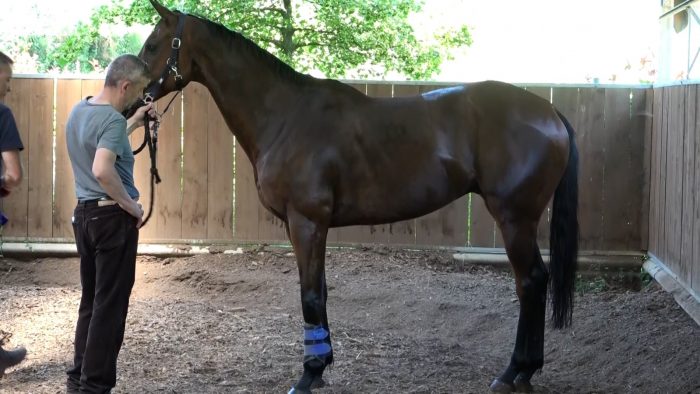 Verso il Palio di luglio, Anda e Bola è uno dei cavalli più chiacchierati