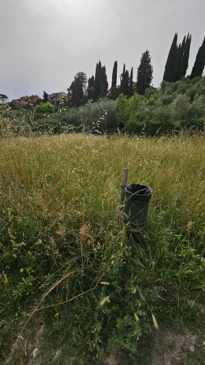 Siena: erba alta, il parco ai Cappuccini sembra una giungla