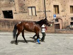 Palio 2 luglio, Vitzichesu e Volpino non vanno alla scelta dei capitani