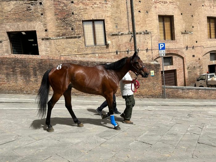 Palio 2 luglio, Vitzichesu e Volpino non vanno alla scelta dei capitani
