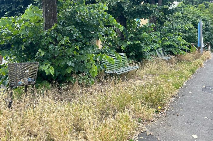 Siena: erba alta e forasacchi in Via Avignone e Via Mentana, la rabbia dei cittadini