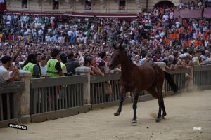 Palio di Siena 2 luglio, il Nicchio vince la prova generale