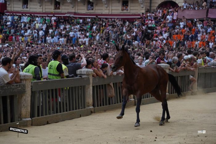 Palio di Siena 2 luglio, il Nicchio vince la prova generale