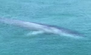 Balenottera bloccata nel porto di Talamone, personale Università di Siena lavora per salvarla