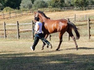 Palio di Siena del 2 luglio 2025, le ordinanze del Comune su preiscrizione alla previsita, prove regolamentate e tratta