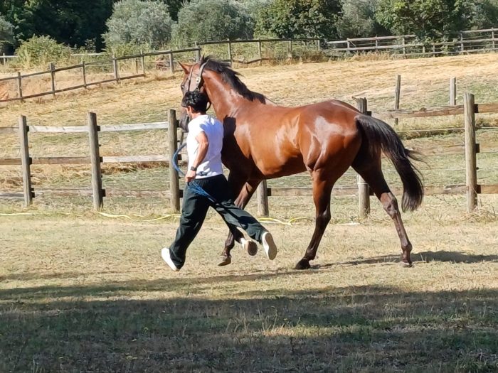 Palio di Siena del 2 luglio 2025, le ordinanze del Comune su preiscrizione alla previsita, prove regolamentate e tratta