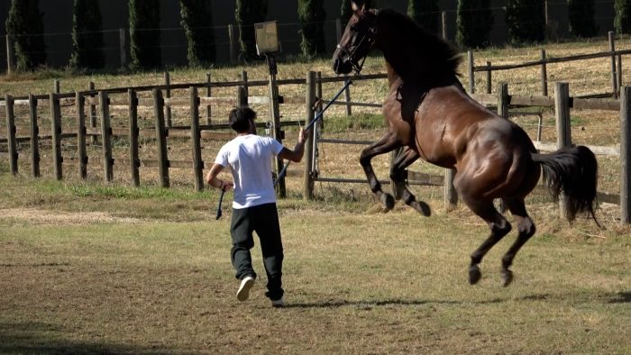 Palio di Siena 16 agosto, Carboni: "Tale e Quale sta bene ed &egrave; in forma, vediamo se avr&agrave; un'altra possibilit&agrave;"
