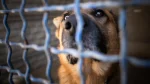 Animali maltrattati e traffici illeciti, a Siena 37 fascicoli aperti nel 2025