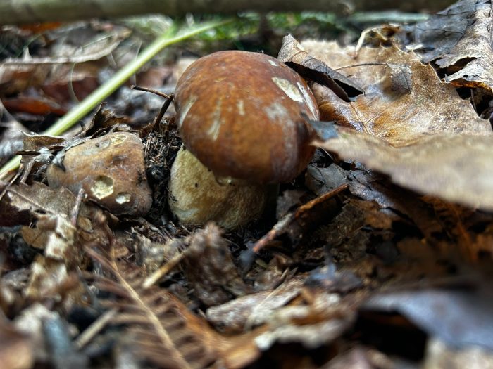 Funghi, 31 intossicati a Siena nel 2024: l’Asl rafforza i controlli e invita alla prevenzione