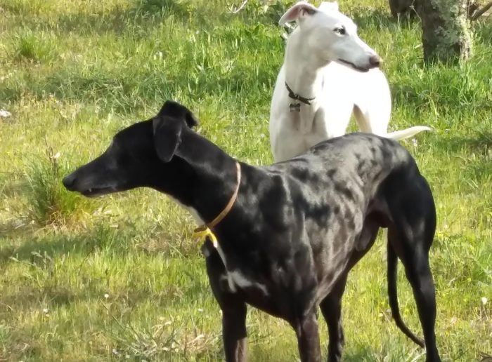 Siena: levrieri aggrediti dai pitbull, &egrave; morto anche il secondo cane