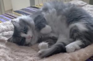 Monteriggioni, Nana è tornata a casa. La gioia della proprietaria: "Il giorno più bello della mia vita"