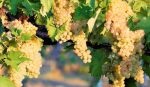 Vendemmia 2024 San Gimignano, buona qualità e rese che tornano nella media