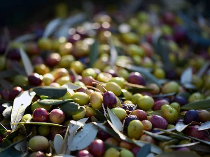Olio, Fedagripesca Toscana: "Rischio scarsa quantit&agrave;, la resa delle olive &egrave; ai minimi storici"